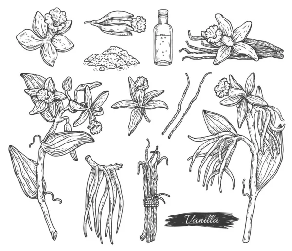 Vanilya çiçekleri ve fasulye elle çizilmiş mürekkep vektörü çizimi izole edilmiş.. — Stok Vektör