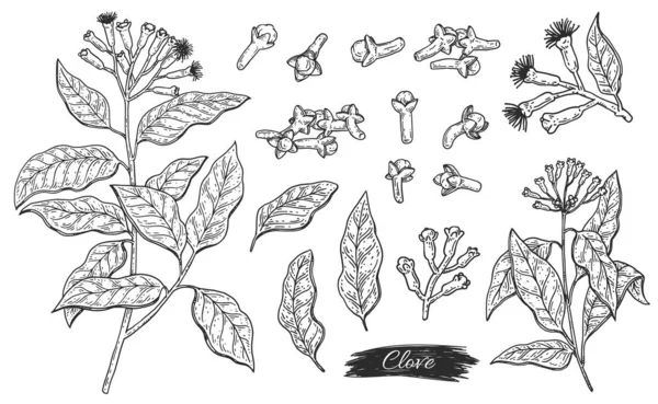 Establecer el ingrediente de la planta de aroma de clavo - flores, hojas, ramas y brotes — Vector de stock