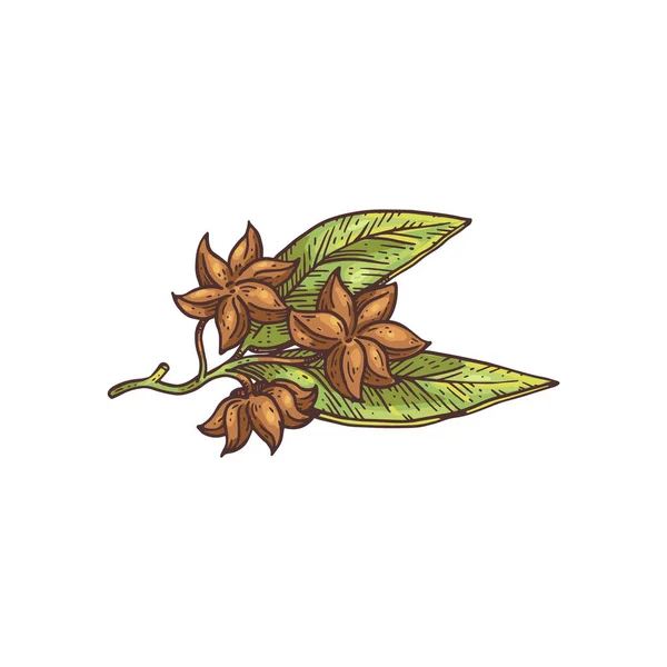 Anise rama de la planta con hojas y estrellas grabado vector ilustración aislado. — Vector de stock