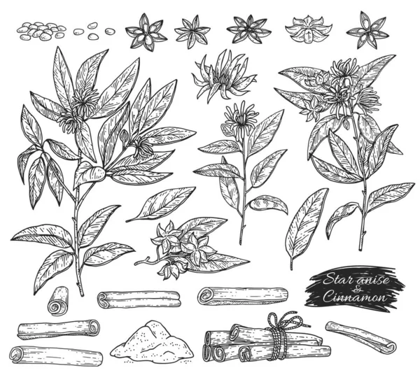 Anise and cannamon spices set botanical sketch vector illustration isolated. — Vector de stock