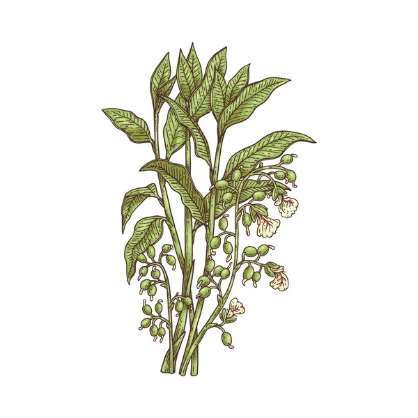 Flor planta de cardamomo con flores grabado vector ilustración aislado. — Archivo Imágenes Vectoriales