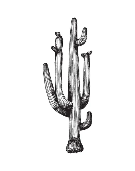 Silueta negra de cactus saguaro, planta silvestre carnegiea creciendo en el desierto. — Archivo Imágenes Vectoriales