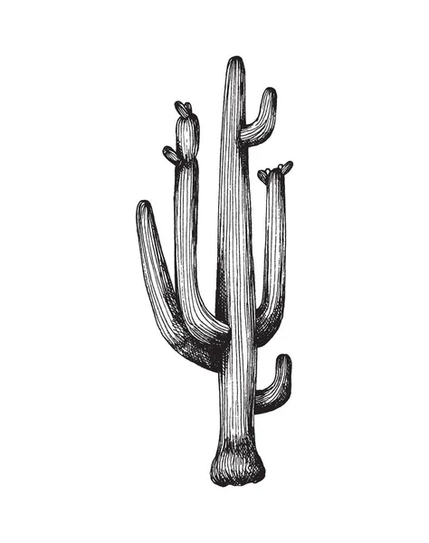 Desenho de Flor de cacto saguaro para colorir