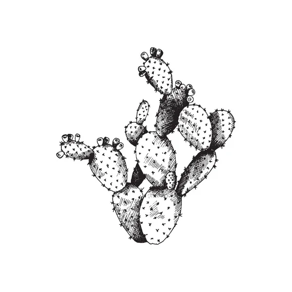 Cactus opuntia con flores, plantas exóticas silvestres un vector ilustración dibujada a mano. — Archivo Imágenes Vectoriales