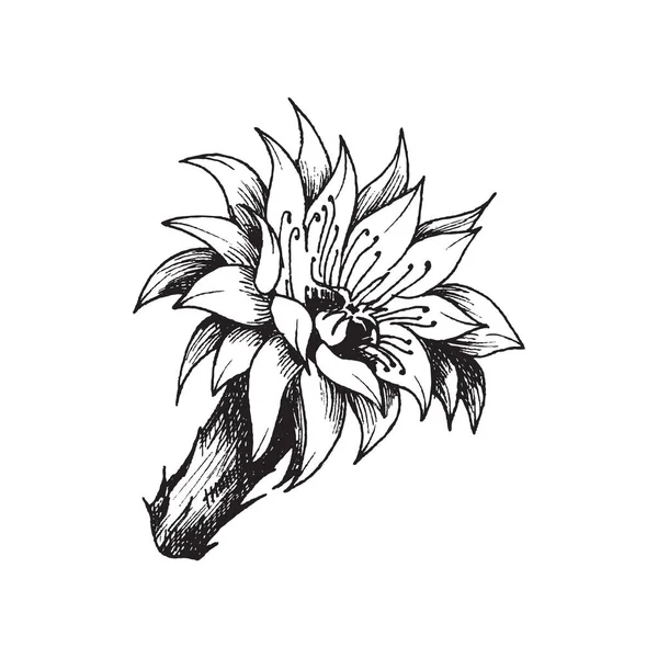 Екзотичний тропічний квітучий кактус, колюча пустельна соковита рослина з квіткою . — стоковий вектор