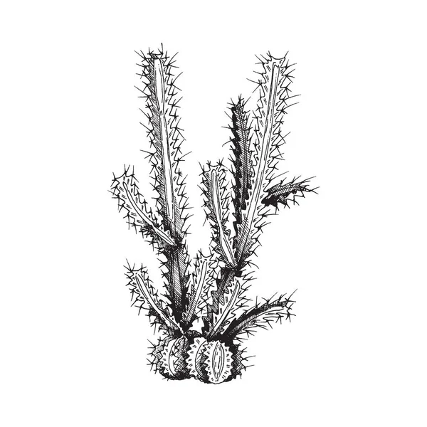 Cactus del desierto, planta suculenta espinosa silvestre un vector ilustración. — Vector de stock