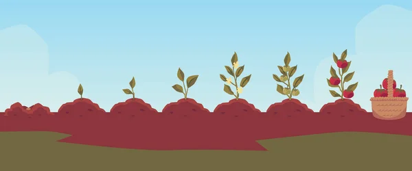 토마토 식물의 성장 인포 그래픽, 토양의 식물, 납작 한 벡터 삽화. — 스톡 벡터