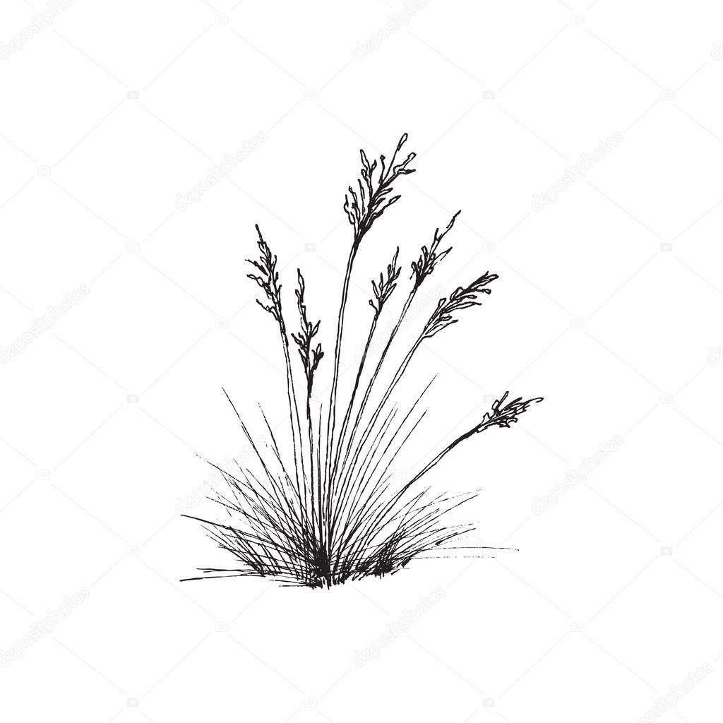 Bunch of fescue grass plant common blue fescue in engraving style.