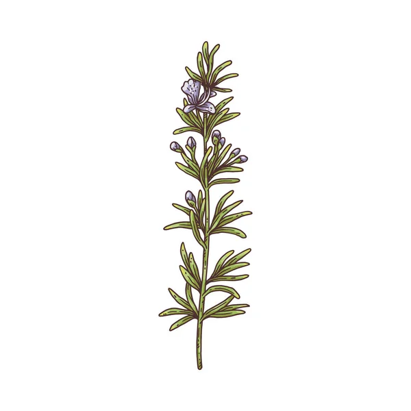Rosmarin-Kräuterpflanzenzweig, botanische Zeichnung mit Blume — Stockvektor