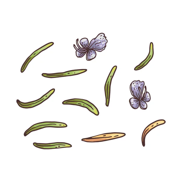 Rozemarijn plant takje en bloem tekening set, kruiden elementen — Stockvector