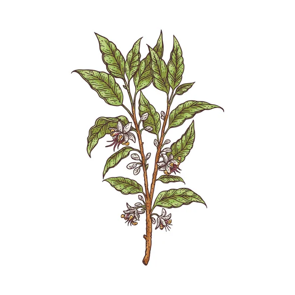 Świeża gałąź rośliny kakaowej z kwiatami grawerowanie wektor ilustracja izolowane. — Wektor stockowy