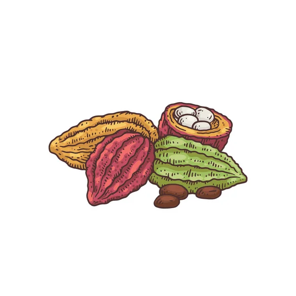 Desenho de esboço de grãos de cacau, chocolate colorido fazendo planta ingrediente —  Vetores de Stock