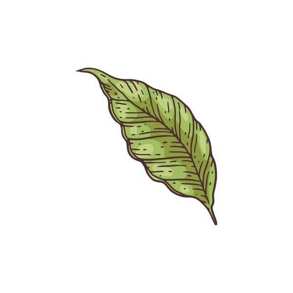 Hoja de cacao - elemento de follaje de cacao verde dibujado a mano de dibujos animados — Vector de stock