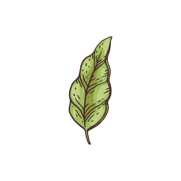 Dibujo de hoja de cacao verde aislado sobre fondo blanco. — Vector de stock