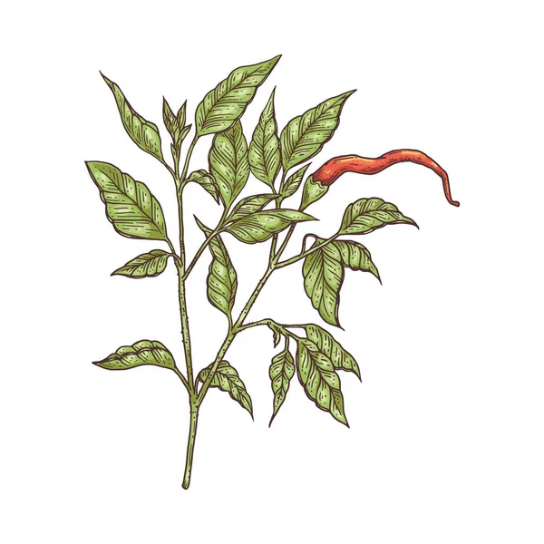 Zweig von Chilipfeffer mit roter Schote Gravurvektorillustration isoliert. — Stockvektor