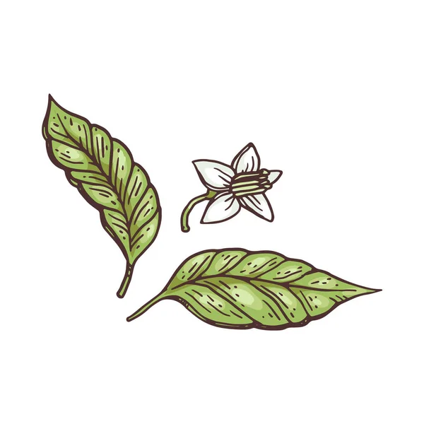 Blumen und frische Blätter von Chilipfeffer Gravurvektorillustration isoliert. — Stockvektor