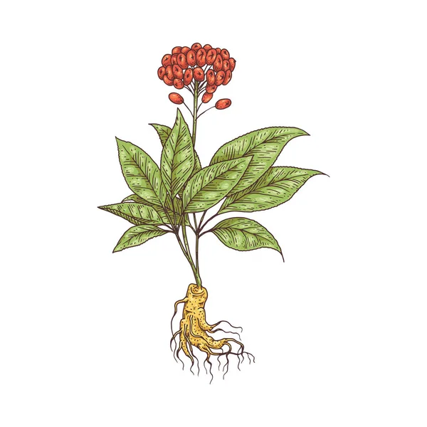 Ginseng ganze Pflanze mit Blume und Wurzelgravur Vektorillustration isoliert. — Stockvektor