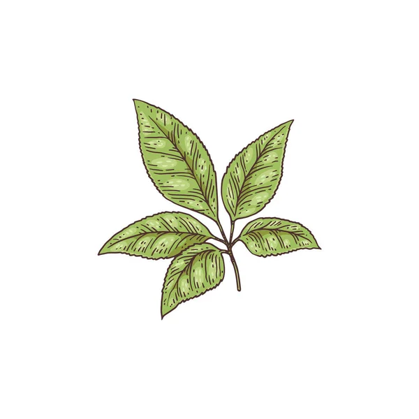 Folhas de ginseng verde fresco desenhado à mão gravura vetor ilustração isolado. —  Vetores de Stock