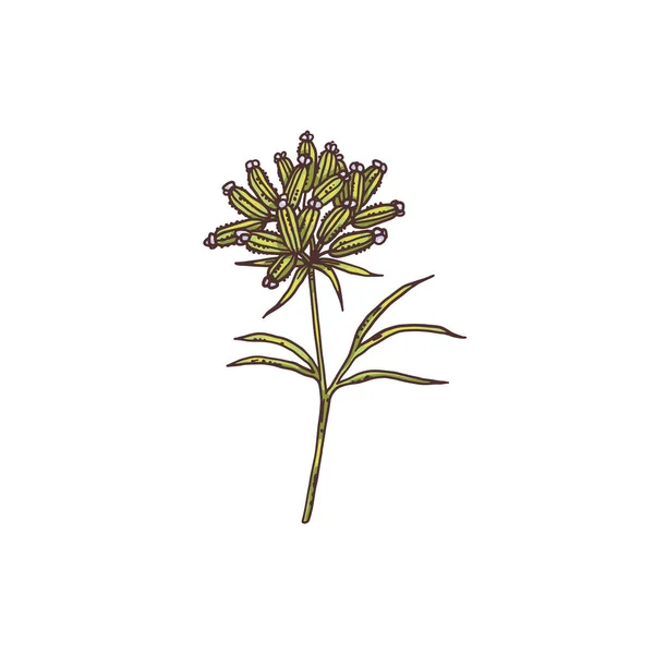 Inflorescencia de comino planta o hierba, grabado vector ilustración aislada. — Vector de stock