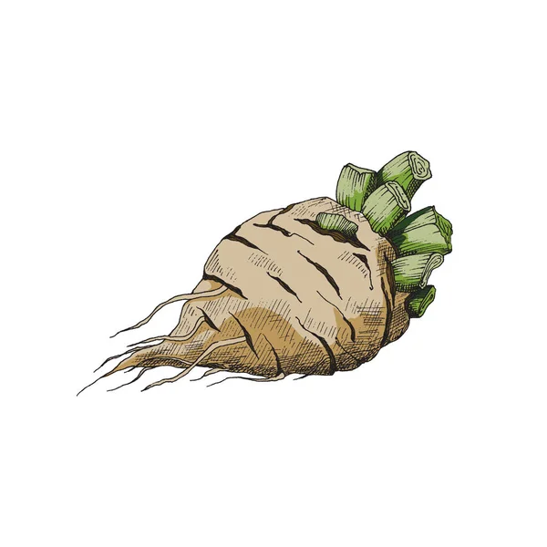 산업 생산을 위한 야채 설탕 사탕무의 뿌리 A vector illustration — 스톡 벡터