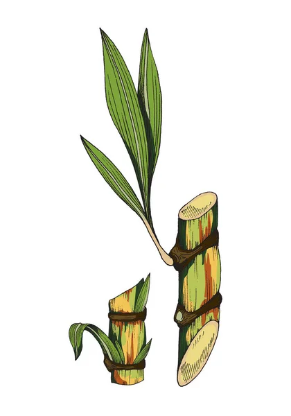 Part of sugar cane plant stem with leaves a color vector sketch illustration. — Stock Vector