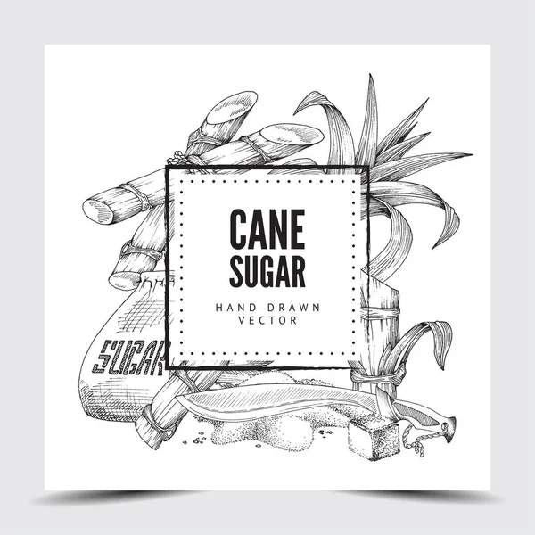 Cane sugar background with frame for text engraved vector illustration isolated. — Stock Vector