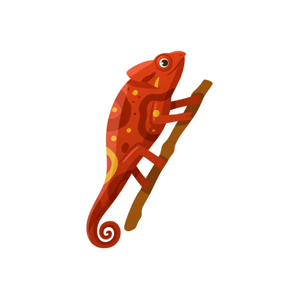 Camaleón rojo brillante, lagarto salvaje, reptil exótico sentado en la rama del árbol. — Vector de stock