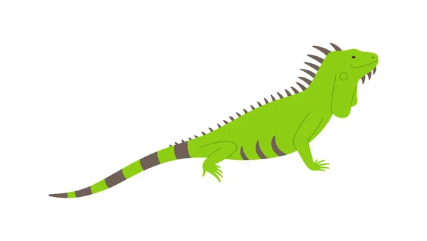 Lagarto iguana verde salvaje vista lateral vector plano ilustración aislado en blanco. — Vector de stock