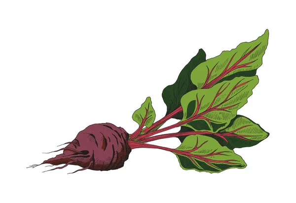 Vektorillustration von reifen roten Zuckerrüben mit Blättern. Eine handgezeichnete Rote-Bete-Skizze isoliert auf weißem Hintergrund zum Verpacken von Zucker oder Alkohol. — Stockvektor