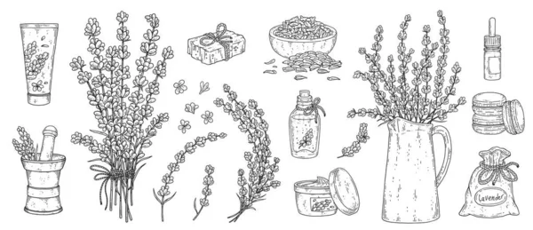 라벤더 집합 - 가지, 꽃, 씨앗, 허브 차 및 화장품 성분. — 스톡 벡터