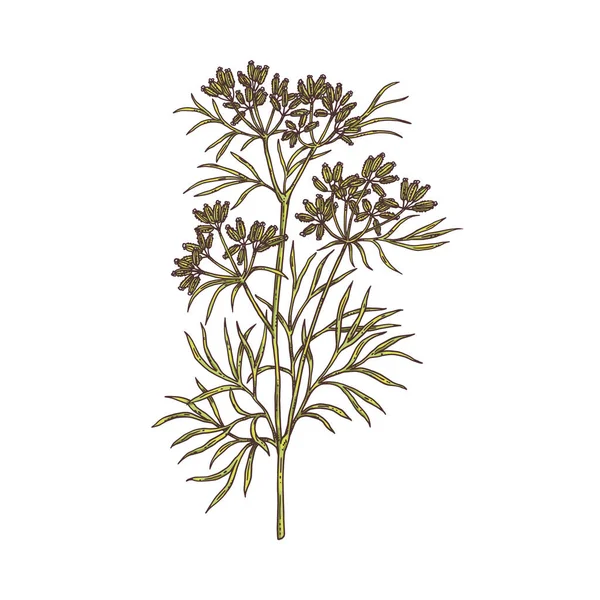 Branch of cumin plant with flowers, leaves and seeds a vector sketch illustration — Vector de stock
