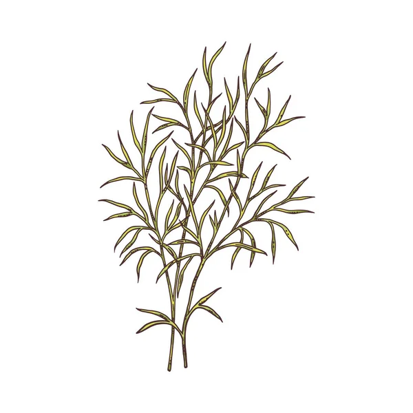 Branch of zira or cumin spice plant, engraving vector illustration isolated. — стоковый вектор