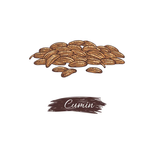 Heap of cumin aromatic seeds with tag, engraving vector illustration isolated. — Stok Vektör