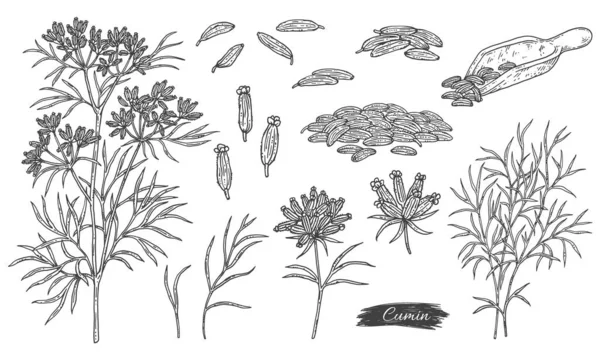 Pakiet części roślin kminku lub kminku, ilustracja wektora grawerowania izolowane. — Wektor stockowy