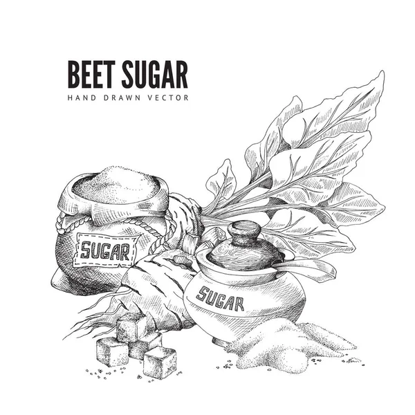Diseño vectorial de póster con azúcar de remolacha, edulcorante natural para alimentos. — Vector de stock