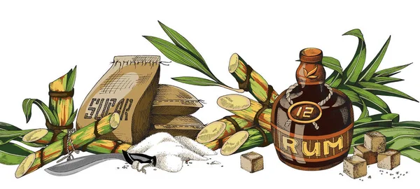 Illustration vectorielle de canne à sucre, sucre de canne et bouteille de rhum dessinée à la main. — Image vectorielle