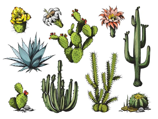 Blooming cactuses and succulents colored engraving vector illustration isolated. — Stock Vector