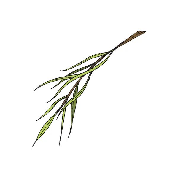 Brown bamboo stick with green leaves in sketch style isolated on