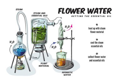 Process production of essential aromatic oil and flower water in chemistry lab clipart