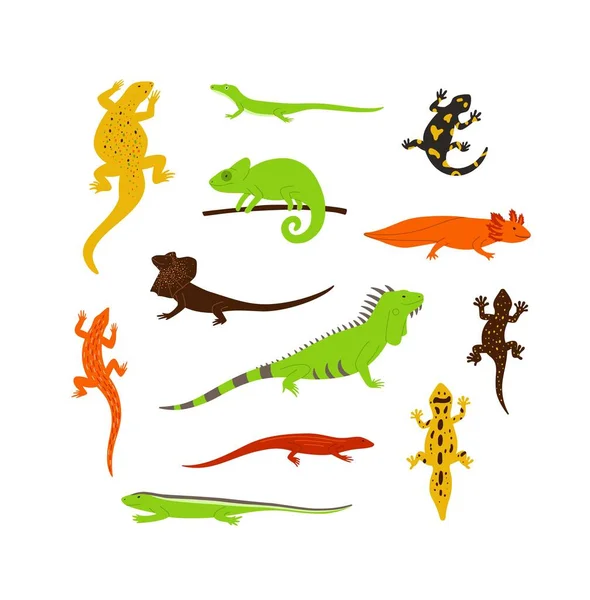 Conjunto de lagartos salvajes de diferentes colores, camaleones y otros reptiles animales. — Vector de stock