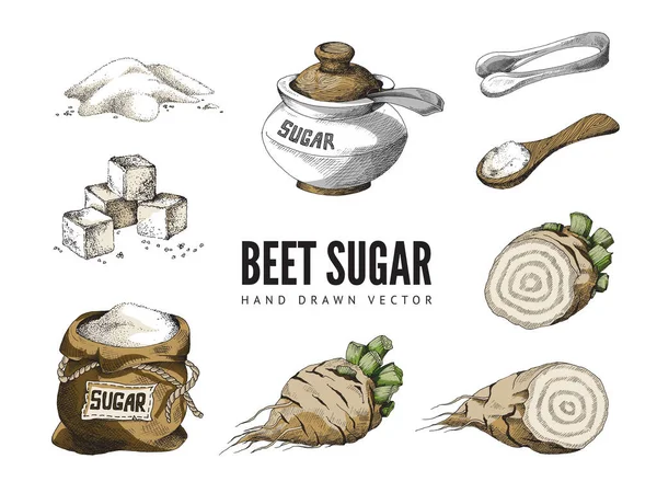 사탕무 설탕 의설 계를 광고하는 요소들 벡터 컬러 스케치 삽화. — 스톡 벡터