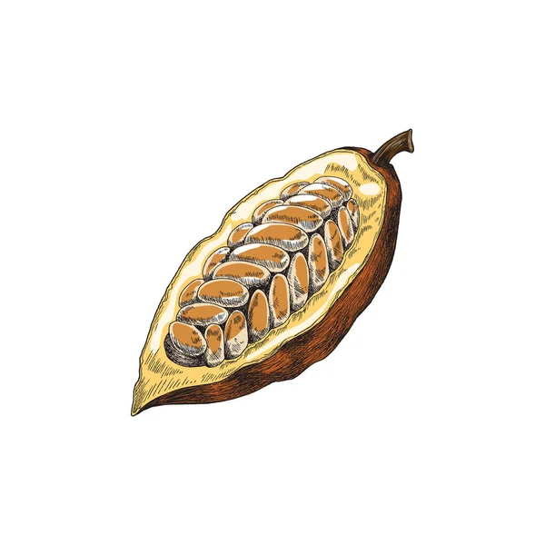 Polovina fazole čokoládové kakaové rostliny se semeny vektorový náčrt ilustrace. — Stockový vektor