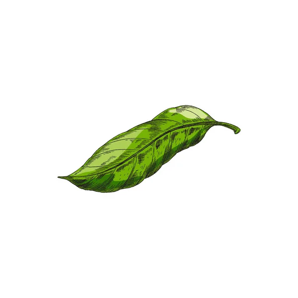 Hoja de cacao o árbol de cacao verde dibujado a mano, ilustración vectorial de bocetos aislada. — Archivo Imágenes Vectoriales