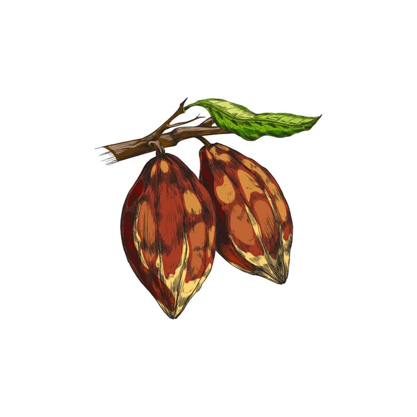Větvička čokoládové kakaové rostliny s kakaovými boby a zanechává vektorovou ilustraci — Stockový vektor