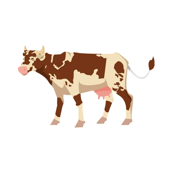 从白牛分离的牛斑点奶牛的病媒图解. — 图库矢量图片