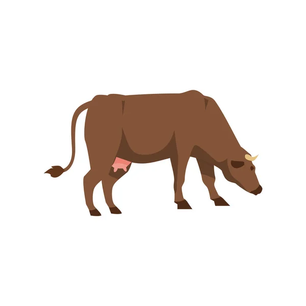 Vache brune pur-sang se tient sur le côté illustration vectorielle plate isolé. — Image vectorielle