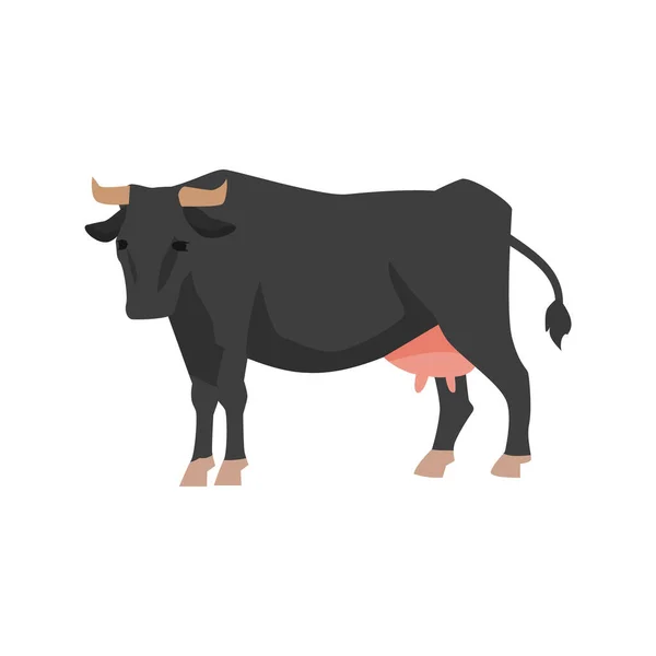 Hospodářská kráva pro produkci hovězího masa a mléčných výrobků z mléka. — Stockový vektor