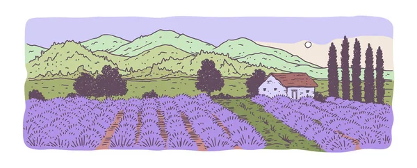 Banner Provence com campos de lavanda florescente, ilustração vetorial isolada. — Vetor de Stock