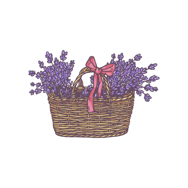 Cesta con ramos de flores de lavanda, ilustración vectorial dibujada a mano aislada. — Archivo Imágenes Vectoriales