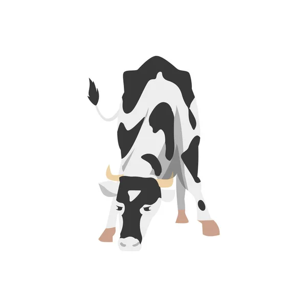 Cute grazing cow with black spots a flat cartoon vector illustration — Stock Vector